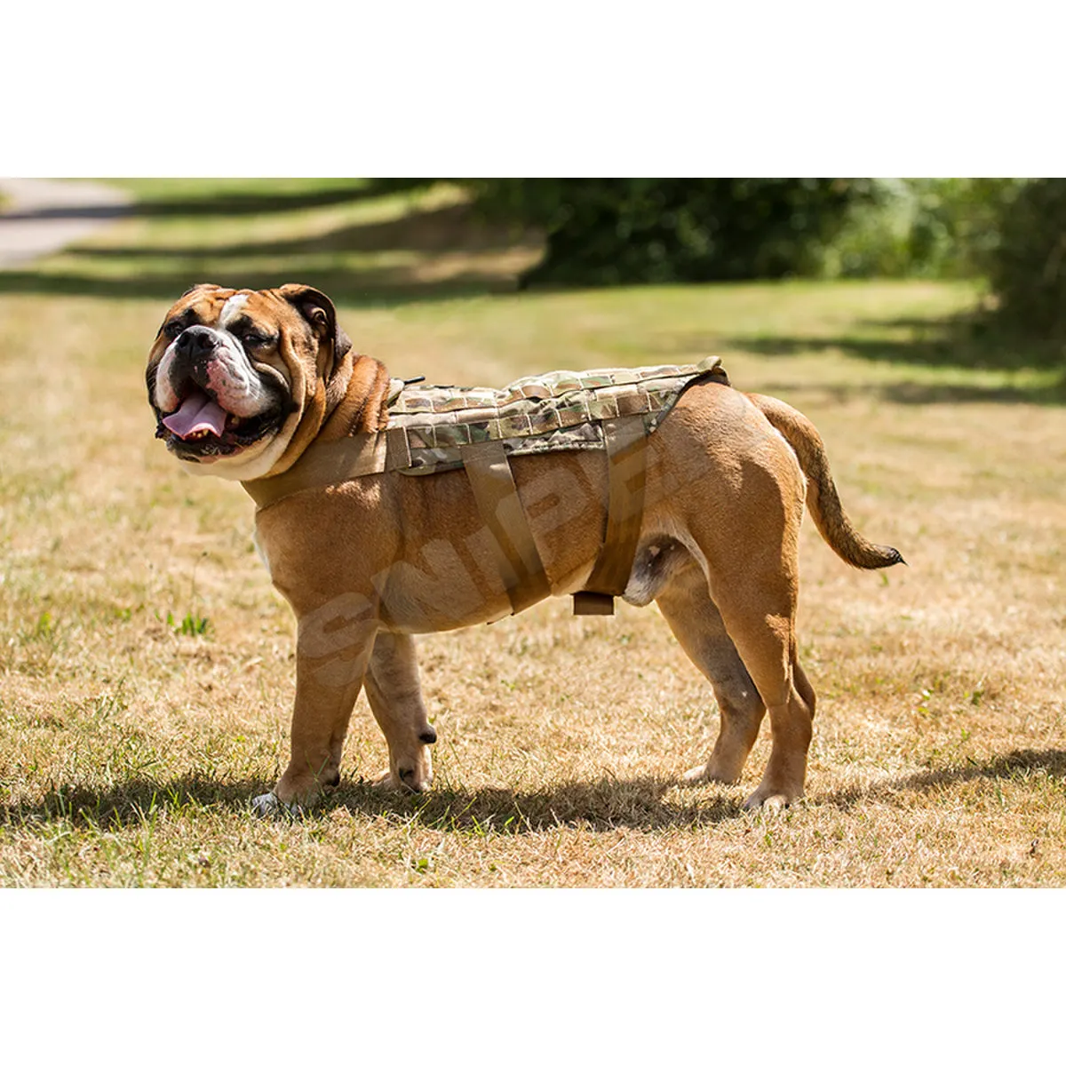 Vest of Dogs, Black